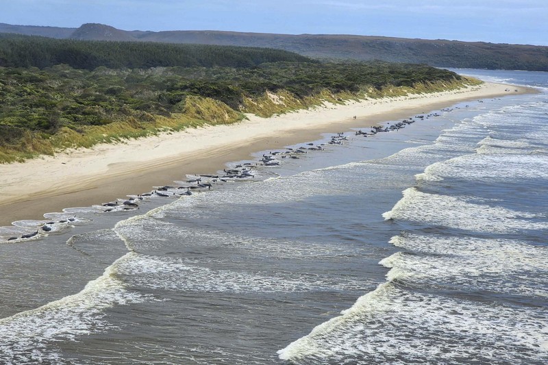 Paus pilot ditemukan terdampar di pantai barat Tasmania, Australia. AP/ Paus pilot ditemukan terdampar di pantai barat Tasmania, Australia. AP/
