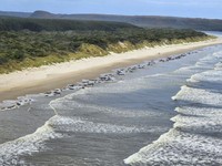 Baru Dilepas ke Laut, 10 Paus Kembali Terdampar di Australia