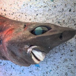 Hiu Misterius dengan Senyum Mirip Manusia Muncul di Australia