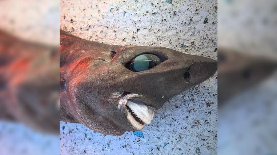 Hiu Misterius Ditemukan Punya Mata Lebar dan Senyum Seperti Manusia (Foto: Trapman Bermagui)