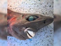 Hiu Misterius dengan Senyum Mirip Manusia Muncul di Australia