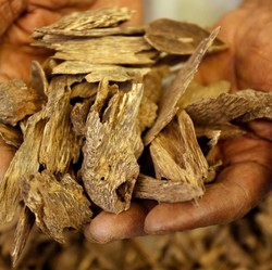 Tanaman Asli RI Ini Jadi Harta Karun hingga Dipakai Nabi untuk Ibadah