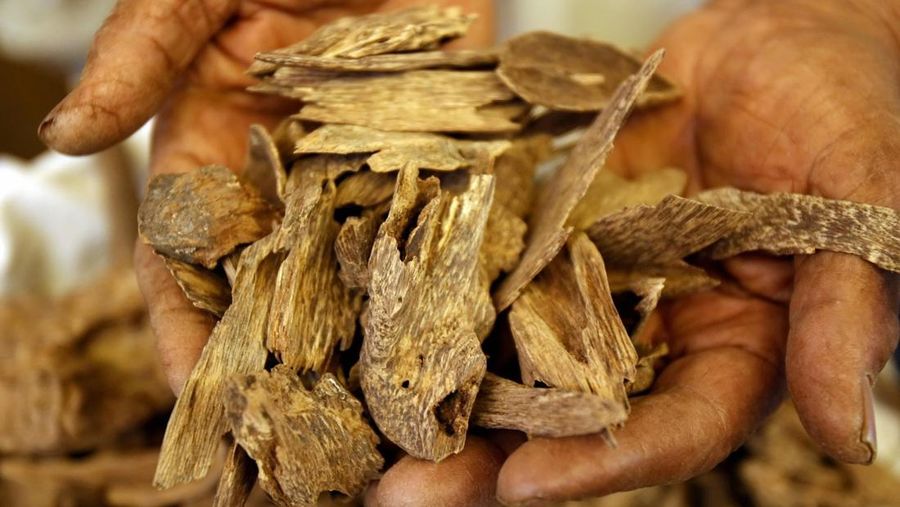 A Saudi man holds a handful of Oud or Agarwood at his shop in Riyadh, 10 October 2007. Oud, also known by the names Agrawood and Aloeswood, in the resinous aromatic heartwood of the Aquilaria tree, native to southeast Asia, that is highly valued for its pleasing fragrance and thus used as incense. Oud is one of the products that Saudi Muslims traditionally stock-up on in preparation for the Eid al-Fitr festivities that mark the end of Ramadan. AFP PHOTO/HASSAN AMMAR (Photo credit should read HASSAN AMMAR/AFP via Getty Images)