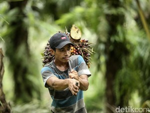 Genjot Produksi, PTPN III Target Remajakan Sawit Renta hingga 60.000 Ha
