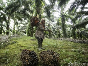 Momentum Pembenahan Pengelolaan Dana Sawit
