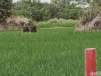 Penampakan Penemuan 'Harta Karun' di Jalur Proyek Tol Jawa