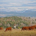Kenya Tawarkan Daging dan Sapi ke RI, Terima Gak Nih?