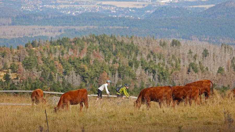 21 August 2022, Saxony-Anhalt, Schierke: Cattle of the breed Harzer Rotvieh stand on the national park areas on the Brocken. The Harzer Rote Höhenvieh is already standing on the Brocken summit for the fourth time. The aim of the project is to increase the population of rare plant species. The cows will stay on the Brocken for a few weeks. Photo: Matthias Bein/dpa (Photo by Matthias Bein/picture alliance via Getty Images)
