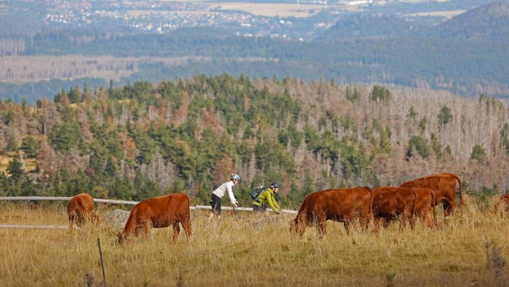 Ilustrasi Sapi 21 August 2022, Saxony-Anhalt, Schierke: Cattle of the breed Harzer Rotvieh stand on the national park areas on the Brocken. The Harzer Rote Höhenvieh is already standing on the Brocken summit for the fourth time. The aim of the project is to increase the population of rare plant species. The cows will stay on the Brocken for a few weeks. Photo: Matthias Bein/dpa (Photo by Matthias Bein/picture alliance via Getty Images)