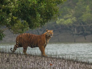5 Urutan Rantai Makanan di Hutan dan Contoh, Ada Apa Saja?