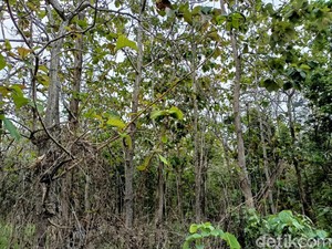 ASN Mesum Bareng Wanita di Ladang Gunungkidul Disidang Warga