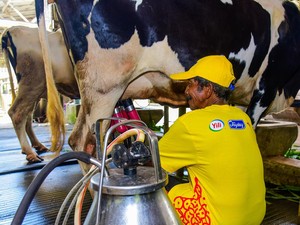 Dukung Program Makan Gratis, 36 Perusahaan Siap Impor 1,3 Juta Sapi Perah