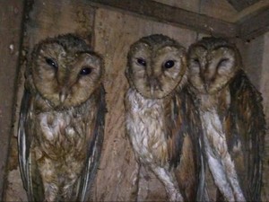 AS Akan Bunuh Setengah Juta Burung Hantu, Kenapa?