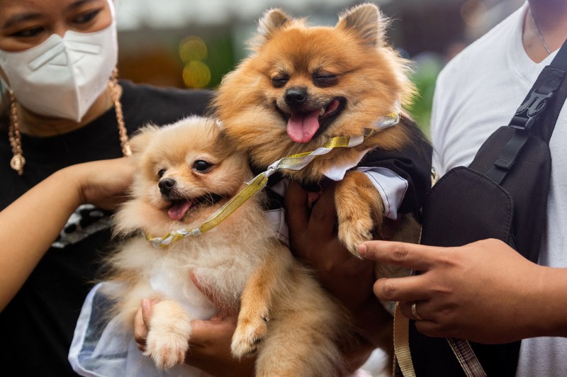 Pet owners walk with their dogs during a pet wedding, ahead of World Animal Day, at a mall in Quezon City, Metro Manila, Philippines, October 2, 2022. REUTERS/Lisa Marie David
