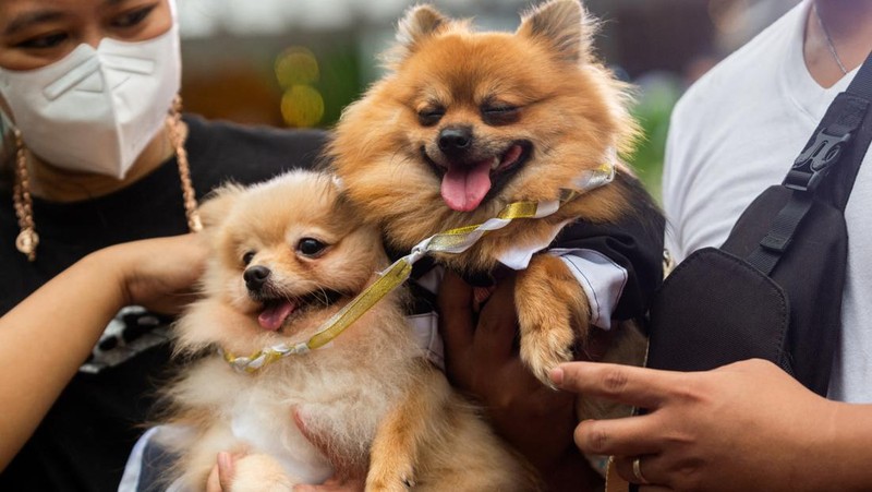 Pet owners walk with their dogs during a pet wedding, ahead of World Animal Day, at a mall in Quezon City, Metro Manila, Philippines, October 2, 2022. REUTERS/Lisa Marie David