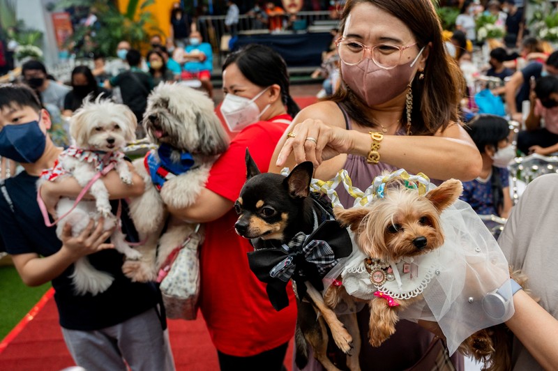 ANIMAL DAY-PHILIPPINES/ Pet owners walk with their dogs during a pet wedding, ahead of World Animal Day, at a mall in Quezon City, Metro Manila, Philippines, October 2, 2022. REUTERS/Lisa Marie David