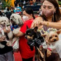 Super Gemas! Intip Ritual Pernikahan untuk Anjing di Filipina