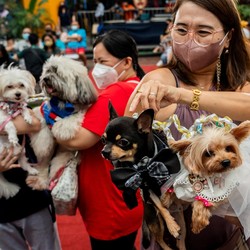 Super Gemas! Intip Ritual Pernikahan untuk Anjing di Filipina