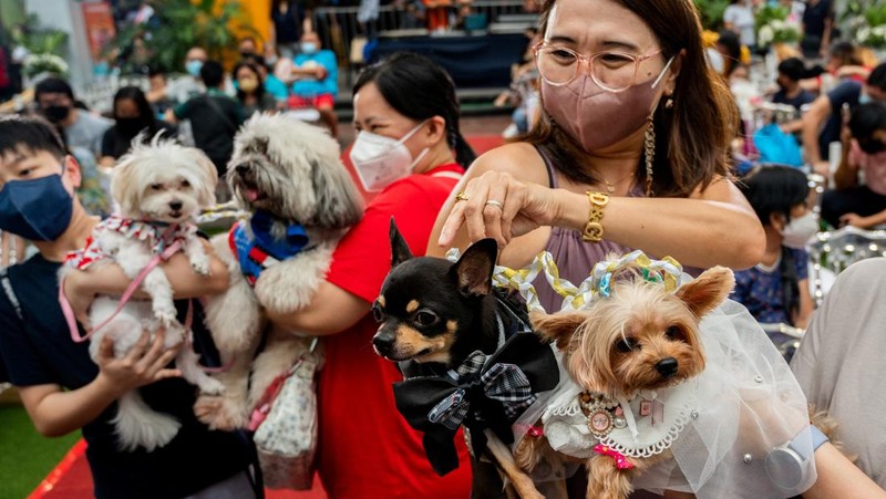 Pet owners walk with their dogs during a pet wedding, ahead of World Animal Day, at a mall in Quezon City, Metro Manila, Philippines, October 2, 2022. REUTERS/Lisa Marie David