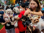 Super Gemas! Intip Ritual Pernikahan untuk Anjing di Filipina