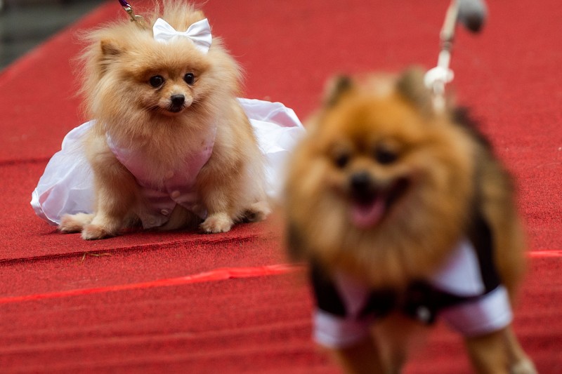 ANIMAL DAY-PHILIPPINES/ Pet owners walk with their dogs during a pet wedding, ahead of World Animal Day, at a mall in Quezon City, Metro Manila, Philippines, October 2, 2022. REUTERS/Lisa Marie David