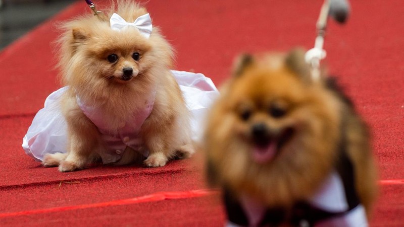 Pet owners walk with their dogs during a pet wedding, ahead of World Animal Day, at a mall in Quezon City, Metro Manila, Philippines, October 2, 2022. REUTERS/Lisa Marie David
