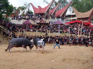 Terpopuler: Sanksi Adat yang Menanti Pandji Pragiwaksono