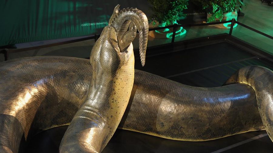 NEW YORK, NY - MARCH 23:  General view of a replica of the prehistoric Titanoboa, the largest snake to ever live, on display at Grand Central Terminal on March 23, 2012 in New York City.  (Photo by Michael Loccisano/Getty Images)