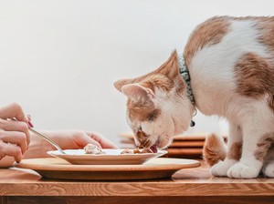 Kucing Tidak Boleh Diberi Susu Sapi, Bagaimana dengan Susu Oat?
