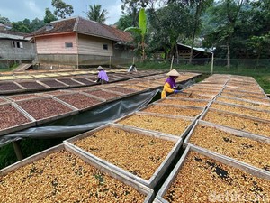 Perjalanan Sukses Kopi Wanoja, Tembus Mancanegara hingga Hijaukan Kamojang