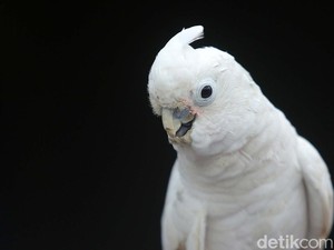 Kenapa Ada Burung yang Bisa Bersuara Mirip Manusia?