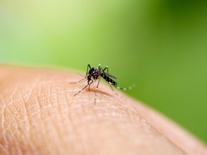800 Ember Telur Nyamuk Berwolbachia Bakal Disebar Pekan Depan di Jakbar