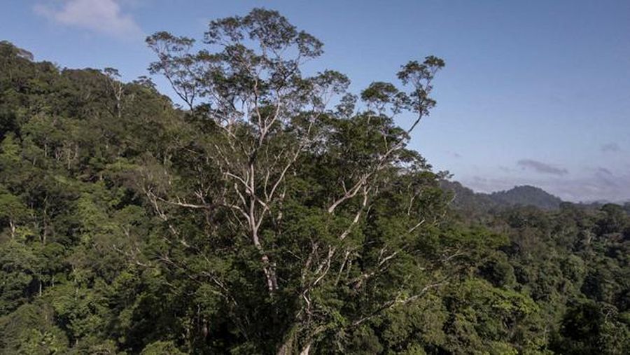 Pohon tertinggi di Amazon - an angelim vermelho (Dinizia excelsa) - membentang dari kanopi hutan. (Imazon/Ideflor/AFP)