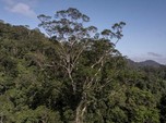 Ini Pohon Tertinggi di Hutan Amazon, Setara Gedung 25 Lantai