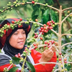 Eropa Bisa Menyesal 7 Turunan karena Ganggu Kakao & Kopi RI