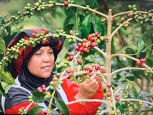 Kopi Kekinian Menjamur, Produksi Kopi RI Naik 120 Ribu Ton!