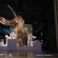 CIA Mau Bangkitkan Mammoth dari Kepunahan, Begini Caranya