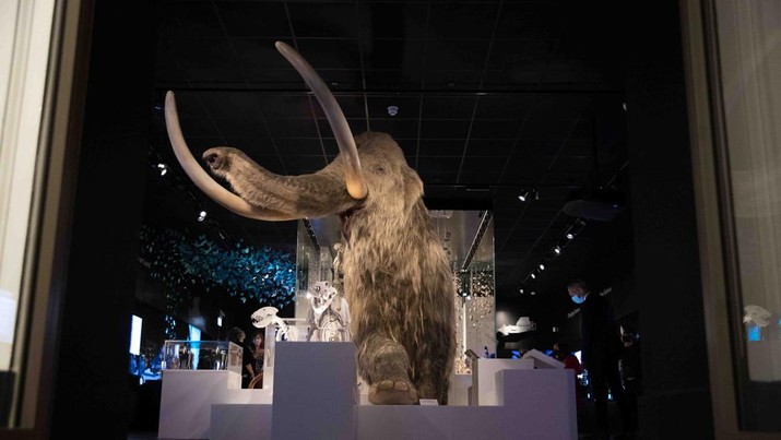 A view of a life size woolly Mammoth during a press preview at The Box museum which includes the UK's largest ever commemorative exhibition on the Mayflower, with works on loan from both Smithsonian and Peabody institutes in America, at The Box museum in Plymouth, Devon. (Photo by Andrew Matthews/PA Images via Getty Images)