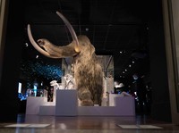 CIA Mau Bangkitkan Mammoth dari Kepunahan, Begini Caranya