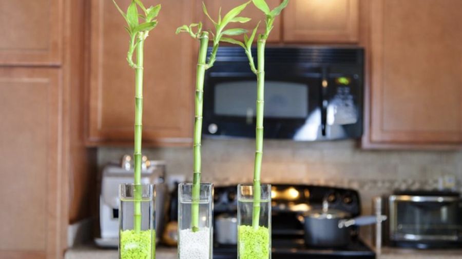Bambu Air (Getty Images/iStockphoto/alexeys)