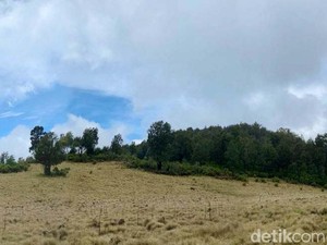 6 Sabana Terindah di Jawa Timur untuk Petualangan Seru!