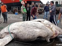 Segede Badak! Ikan Mola-mola Terberat Ditemukan di Atlantik