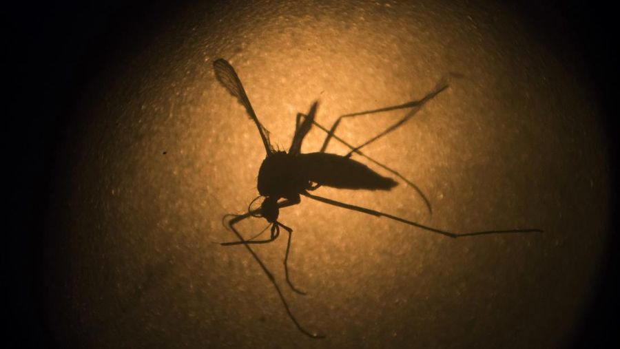 FILE - In this Jan. 27, 2016, file photo, an Aedes aegypti mosquito known to carry the Zika virus and the Dengue fever, is photographed through a microscope at the Fiocruz institute in Recife, Pernambuco state, Brazil. In a statement on Friday, Oct. 14, 2022, the European Medicines Agency is recommending that a dengue vaccine made by the Japanese pharmaceutical Takeda be authorized, in a move that could provide a new tool for millions worldwide against the potentially fatal disease. (AP Photo/Felipe Dana, File)
