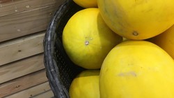 Timun Suri Jadi Primadona saat Puasa, Bagus untuk Dehidrasi-Asam Lambung?