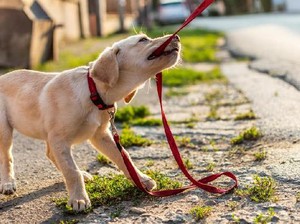 Awas Rabies! Ini 10 Penyakit yang Ditularkan oleh Hewan
