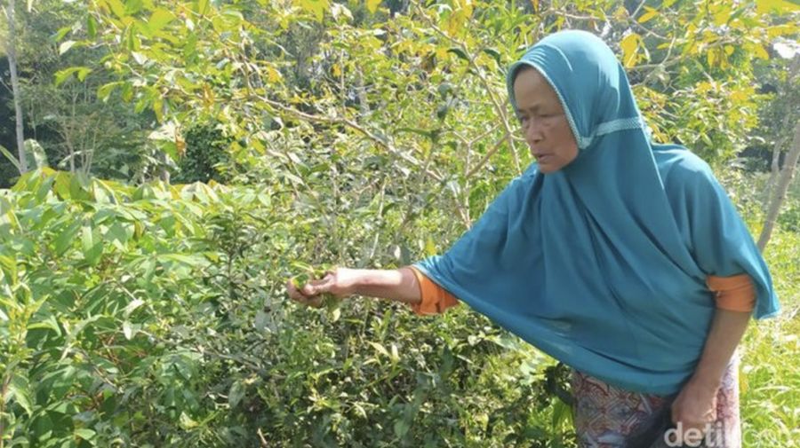 Mbah Pasiah (70), warga Grogol, Desa Tanjungsari, Kecamatan Windusari, Kabupaten Magelang, tiap harinya keliling jualan sayur.  (Eko Susanto/Detik Jateng)