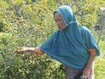 Kisah Mbah Pasiah Penjual Sayur Magelang, Mau Operasi Katarak