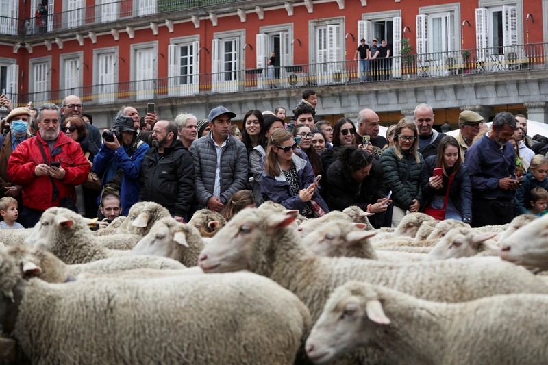 Seorang gembala memimpin kawanan domba melalui pusat kota selama festival tahunan yang dikenal sebagai La Fiesta de la Trashumancia (Festival Transhumance) di Madrid, Spanyo, Minggu (23/10/2022). Para penggembala menggiring hewan ternak mereka melalui jalan beraspal di ibu kota Spanyol untuk dipindahkan dari dataran tinggi yang sejuk di musim panas ke padang rumput musim dingin di dataran rendah di wilayah selatan negara itu. (Photo by Marcos del Mazo/LightRocket via Getty Images)