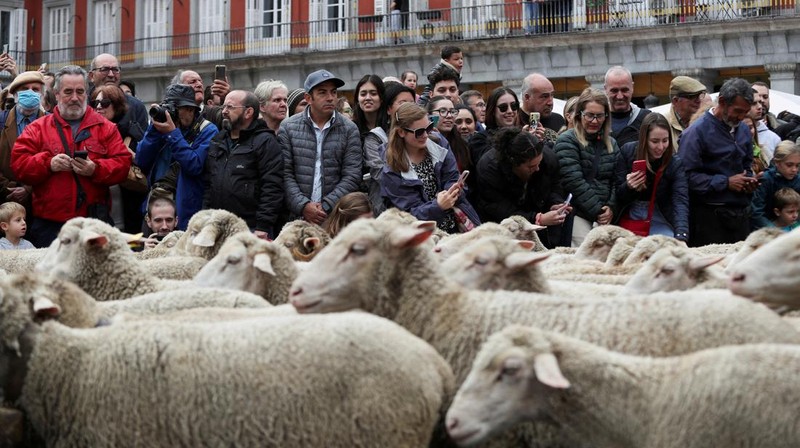 Seorang gembala memimpin kawanan domba melalui pusat kota selama festival tahunan yang dikenal sebagai La Fiesta de la Trashumancia (Festival Transhumance) di Madrid, Spanyo, Minggu (23/10/2022). Para penggembala menggiring hewan ternak mereka melalui jalan beraspal di ibu kota Spanyol untuk dipindahkan dari dataran tinggi yang sejuk di musim panas ke padang rumput musim dingin di dataran rendah di wilayah selatan negara itu. (Photo by Marcos del Mazo/LightRocket via Getty Images)