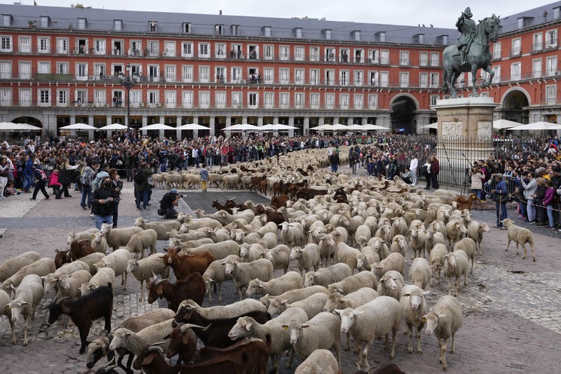 Seorang gembala memimpin kawanan domba melalui pusat kota selama festival tahunan yang dikenal sebagai La Fiesta de la Trashumancia (Festival Transhumance) di Madrid, Spanyo, Minggu (23/10/2022). Para penggembala menggiring hewan ternak mereka melalui jalan beraspal di ibu kota Spanyol untuk dipindahkan dari dataran tinggi yang sejuk di musim panas ke padang rumput musim dingin di dataran rendah di wilayah selatan negara itu. (Photo by Marcos del Mazo/LightRocket via Getty Images)